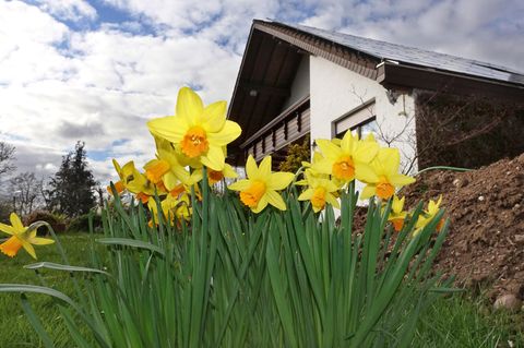 Osterglocken wachsen von einem Einfamilienhaus, Foto zur Grundsteuer