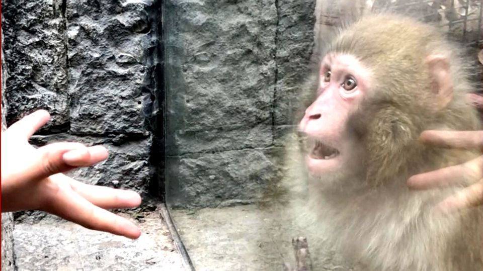 Süßes Tiervideo: Affe wird Zaubertrick vorgeführt – und kommt nicht darauf klar, was er sieht