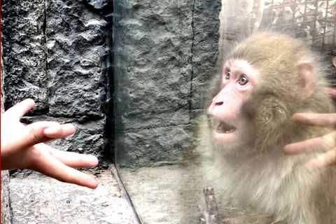 Süßes Tiervideo: Affe wird Zaubertrick vorgeführt – und kommt nicht darauf klar, was er sieht