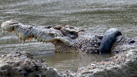 Das Leisten-Krokodil war jahrelang unfreiwillig eine Attraktion in der Region