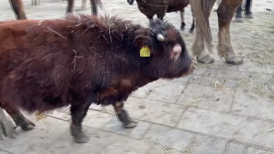Video: Kleiner Stier mit großem Namen