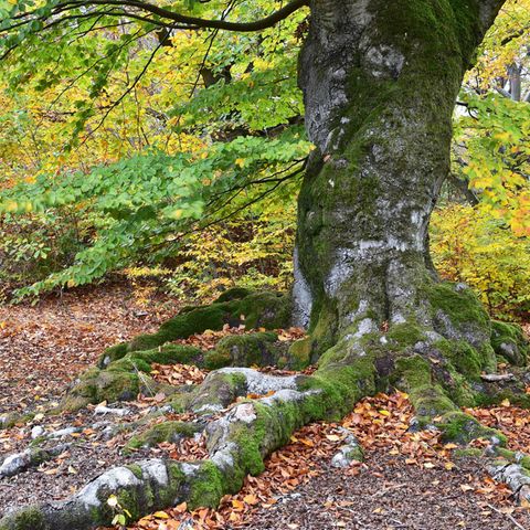 Eine alte Buche, der Stamm ist mit Moos bewachsen