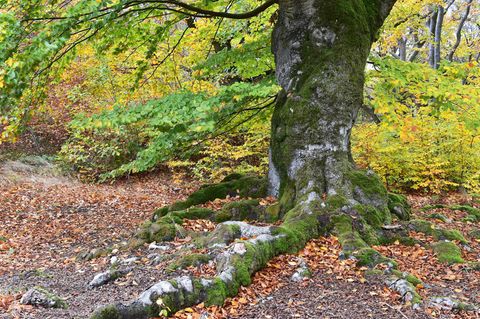 Eine alte Buche, der Stamm ist mit Moos bewachsen