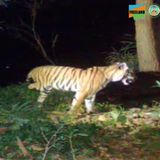 Tiger mit drei Beinen steht im dunklen Dickicht