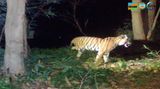 Tiger mit drei Beinen steht im dunklen Dickicht