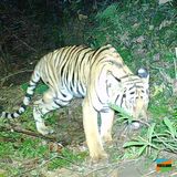 Dreibeiniger Tiger streift durch Gras