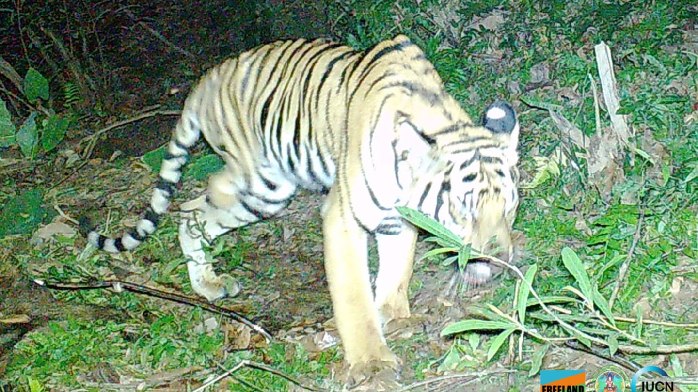 Dreibeiniger Tiger streift durch Gras
