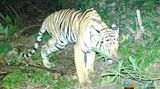 Dreibeiniger Tiger streift durch Gras