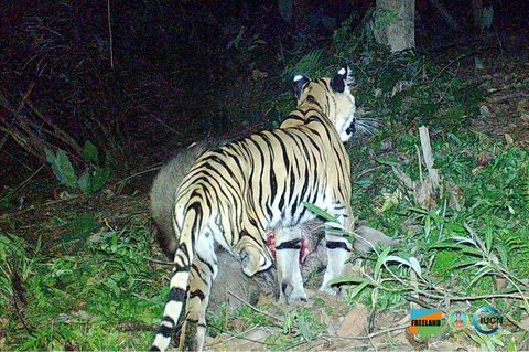 Dreibeiniger Tiger frisst einen am Boden liegenden Wasserbüffel