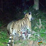 Dreibeiniger Tiger frisst einen am Boden liegenden Wasserbüffel