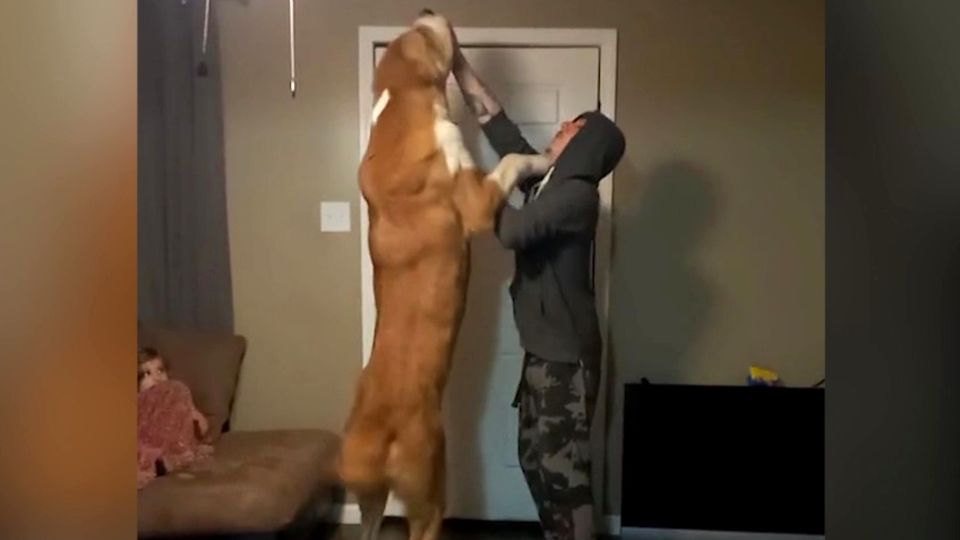 Gigantischer Hund überragt seinen Besitzer – "Tut mir leid, aber du bis t sein Haustier"