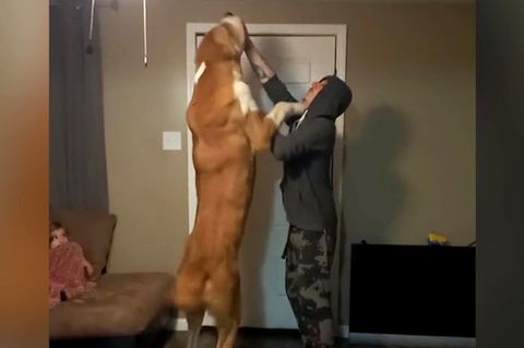Gigantischer Hund überragt seinen Besitzer – "Tut mir leid, aber du bis t sein Haustier"