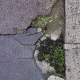 Ein Bürgersteig mit mehreren Rissen, aus denen Gras wächst