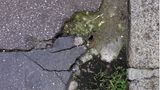 Ein Bürgersteig mit mehreren Rissen, aus denen Gras wächst