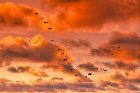 Kraniche fliegen in einer Formation am rötlichen Himmel