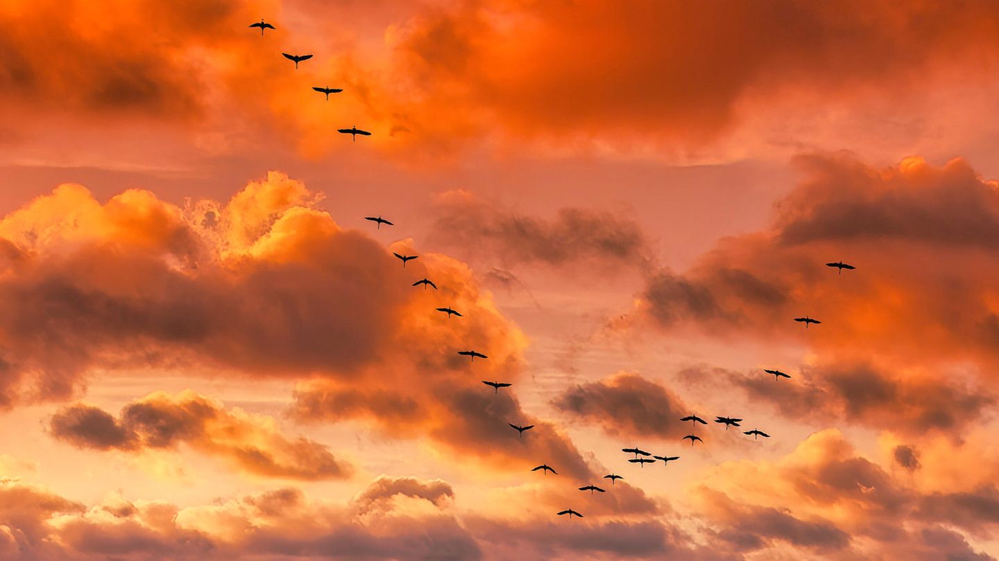 Kraniche fliegen in einer Formation am rötlichen Himmel