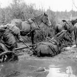 Das wichtigste Verkehrsmittel der Wehrmacht war das Pferd. 