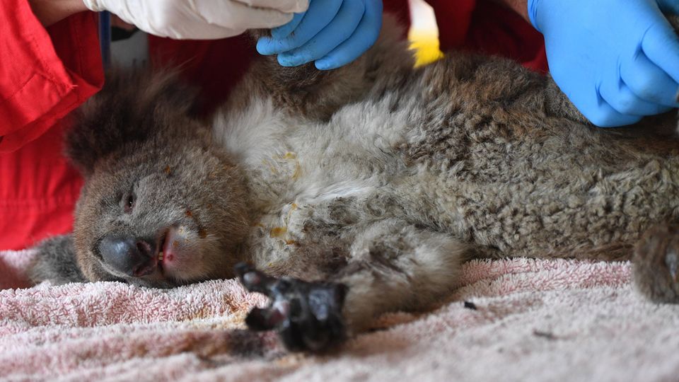Koalas Ein verletzter Koala wird von zwei Menschen versorgt