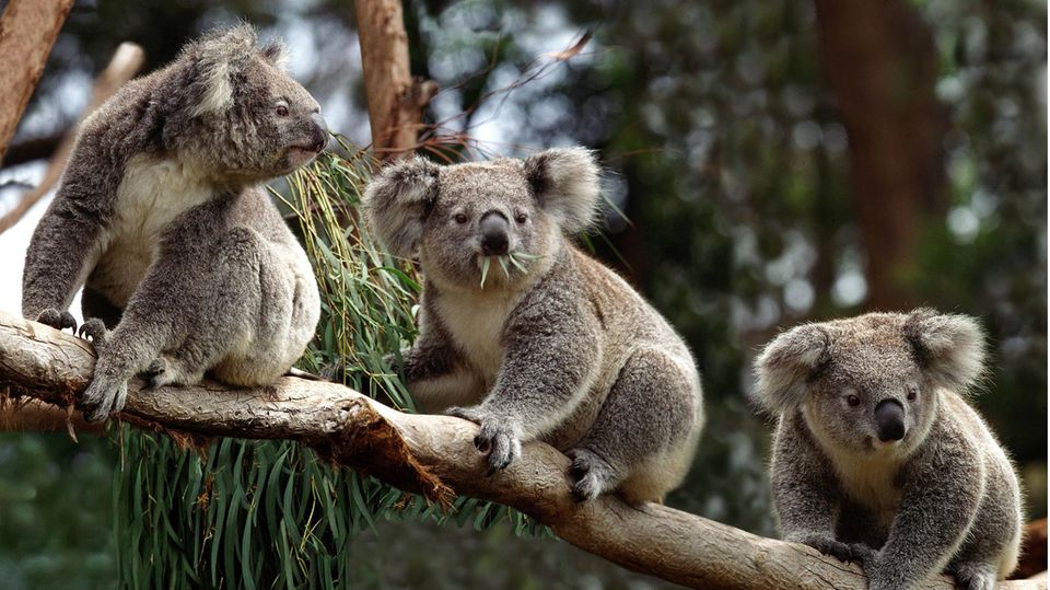 Drei Koalas sitzen auf einem Ast