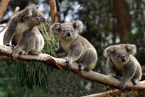 Drei Koalas sitzen auf einem Ast