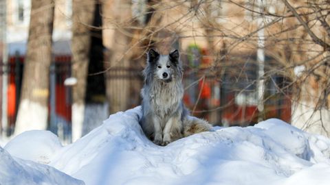 Russland: Hund wartet auf totes Herrchen