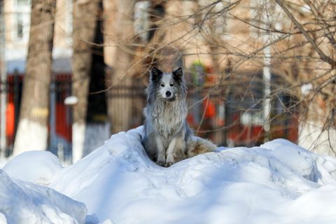 Russland: Hund wartet auf totes Herrchen