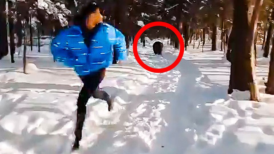 Bär hetzt Mann durch Wald – ist das unglaubliche Viral-Video ein Fake? Bär hetzt Mann durch Wald – ist das unglaubliche Viral-Video ein Fake?