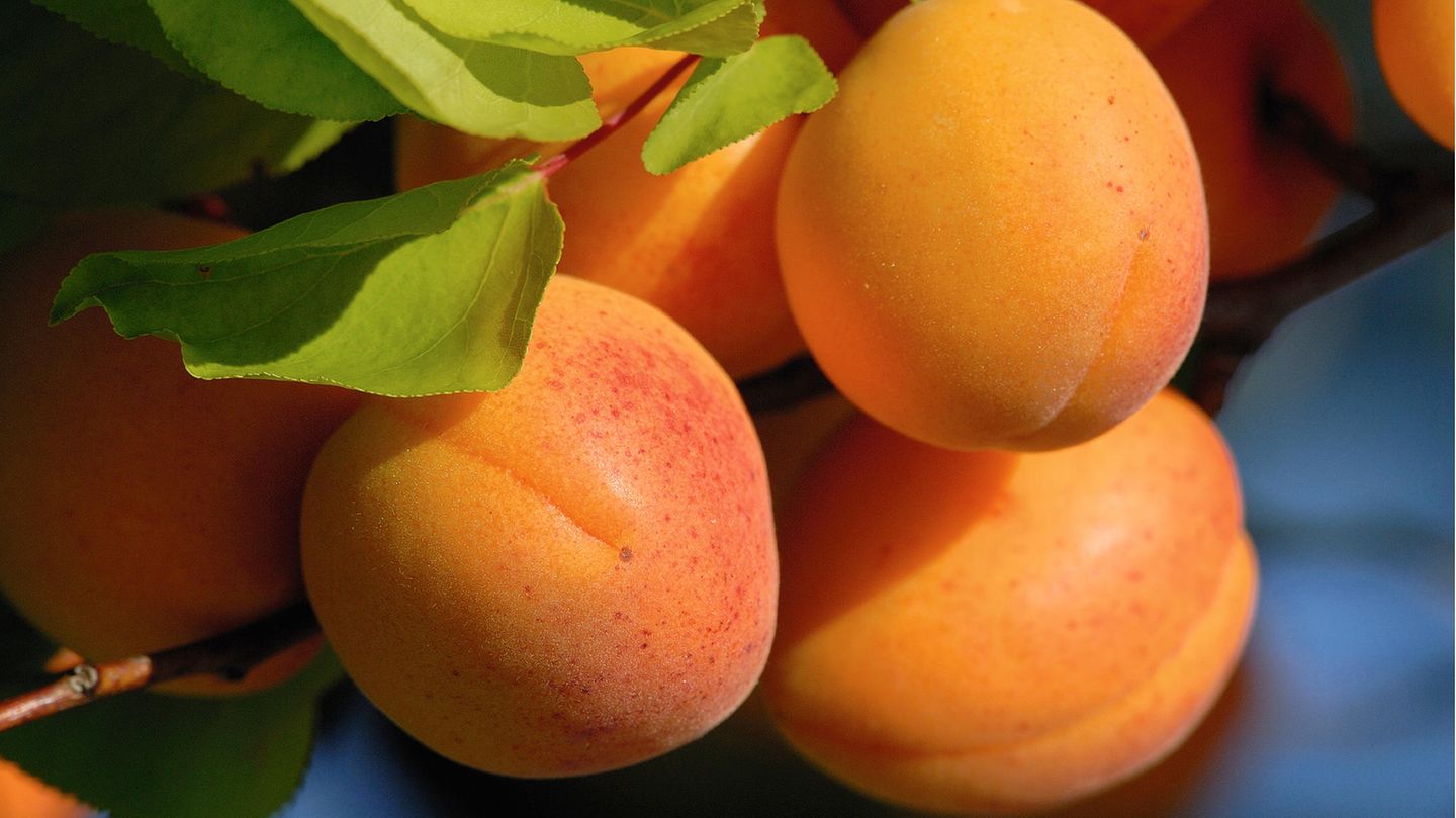 Nein, das sind keine Aprikosen...  10.0000 Marillenbäume blühen jeden Frühling in der niederösterreichischen Wachau. Wer die süßen Früchtchen "Aprikosen" nennt, outet sich als Touri, darf aber trotzdem hindurchradeln.