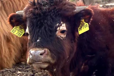 Mini-Stier "Napoleon" genießt neues Leben auf Gnadenhof