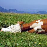 Wohin mit der Kuh? Sprengen!  Nein, die Kuh auf dem Bild ist nicht tot. Sie ruht sich nur aus. Aber wenn sie es wäre, dann hätte der Besitzer sie an Ort und Stelle sprengen dürfen. Das war bis 2001 in Österreich unter bestimmten Umständen tatsächlich erlaubt. Aus reinem Pragmatismus gepaart mit Geiz. Unwetter, Steinschlag, Blitz - es gibt viele Gründe, aus denen Kühe auf den hohen Bergwiesen ihr Leben lassen. Manchmal versterben sie an derart unzugänglichen Orten, dass der Abtransport nur via Hubschrauber möglich ist. So ein Helikopter, der 700 Kilo an den Haken nehmen kann, ist teuer. Die Landwirte sind jedoch zur Entfernung des Kadavers verpflichtet und mit ausreichend Sprengstoff bleibt von einem Körper nicht mehr viel übrig. Jedenfalls keine Teile über 45 Kilo Gewicht, denn die wären in der Abdeckerei zu entsorgen. Heute bezahlt das Land den Abtransport in voller Höhe. 