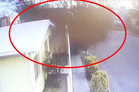 Video aus Überwachungskamera: Behörden rätseln: Dutzende Vögel fallen tot vom Himmel