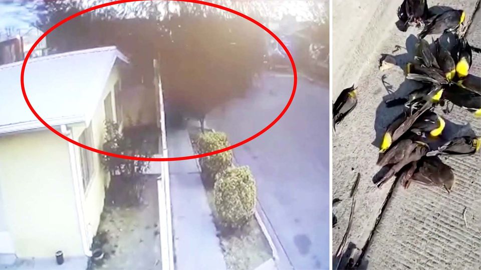 Video aus Überwachungskamera: Behörden rätseln: Dutzende Vögel fallen tot vom Himmel