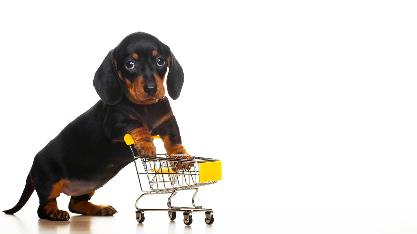 Kleine Dinge: Ein Dackel-Welpe schiebt einen winzigen Einkaufswagen.