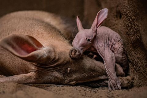 Erdferkel Dobby wurde im Zoo von Chester geboren