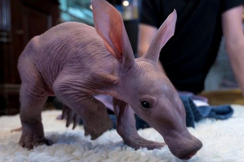 Ähnlichkeit mit Harry-Potter-Hauself: Erdferkel Dobby sorgt für Begeisterung