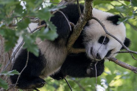 Ein Panda hängt in einem Baum im Smithsonian National Zoo in Washington