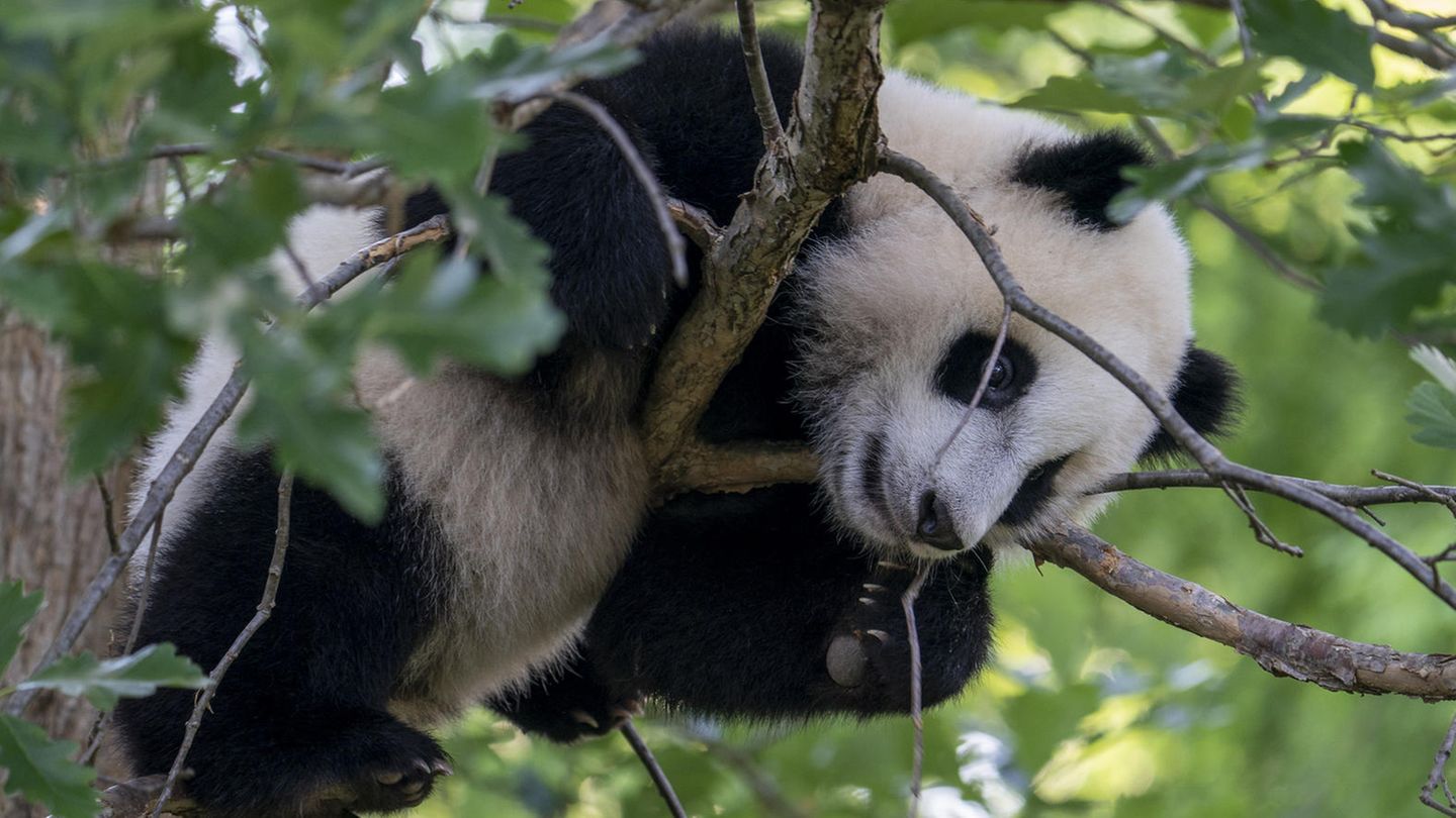 Ein Panda hängt in einem Baum im Smithsonian National Zoo in Washington