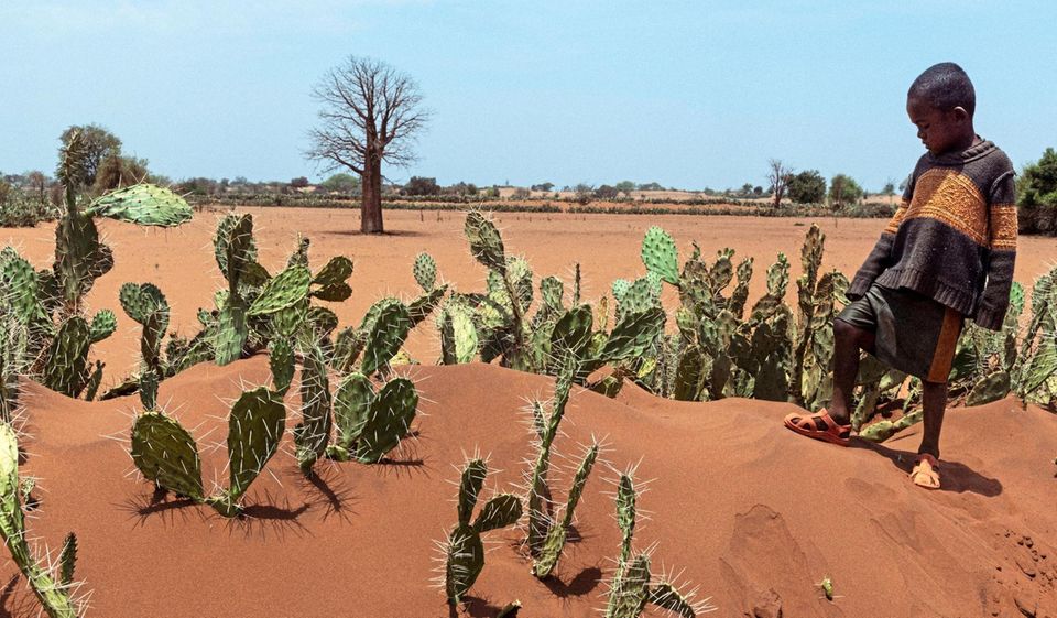 Im Süden von Madagascar essen Kinder Kaktusblätter um ihren Hunger zu stillen. Hungersnot im Grand Sud Madagaskar, 2021 Foto: © Jonas Wresch Ein kleiner Junge pflückt Kakteen, mit denen er seinen Hunger stillen will; wenn die Stacheln abgerubbelt sind, ist die Mahlzeit fertig