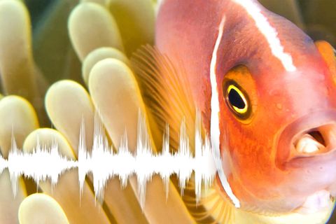 Seit 155 Millionen Jahren: Fische "sprechen" miteinander – und so hört sich das an