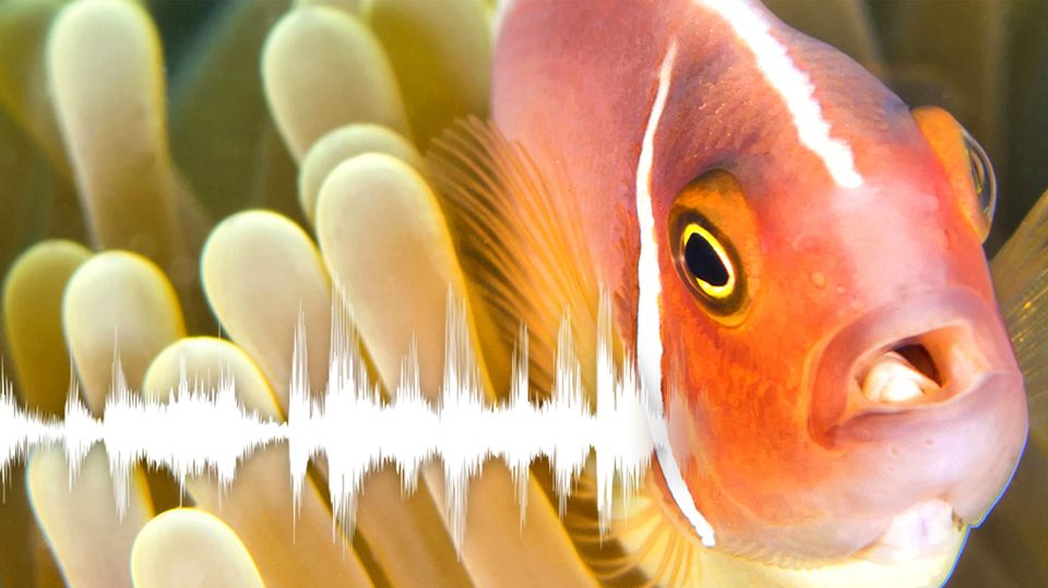 Seit 155 Millionen Jahren: Fische "sprechen" miteinander – und so hört sich das an