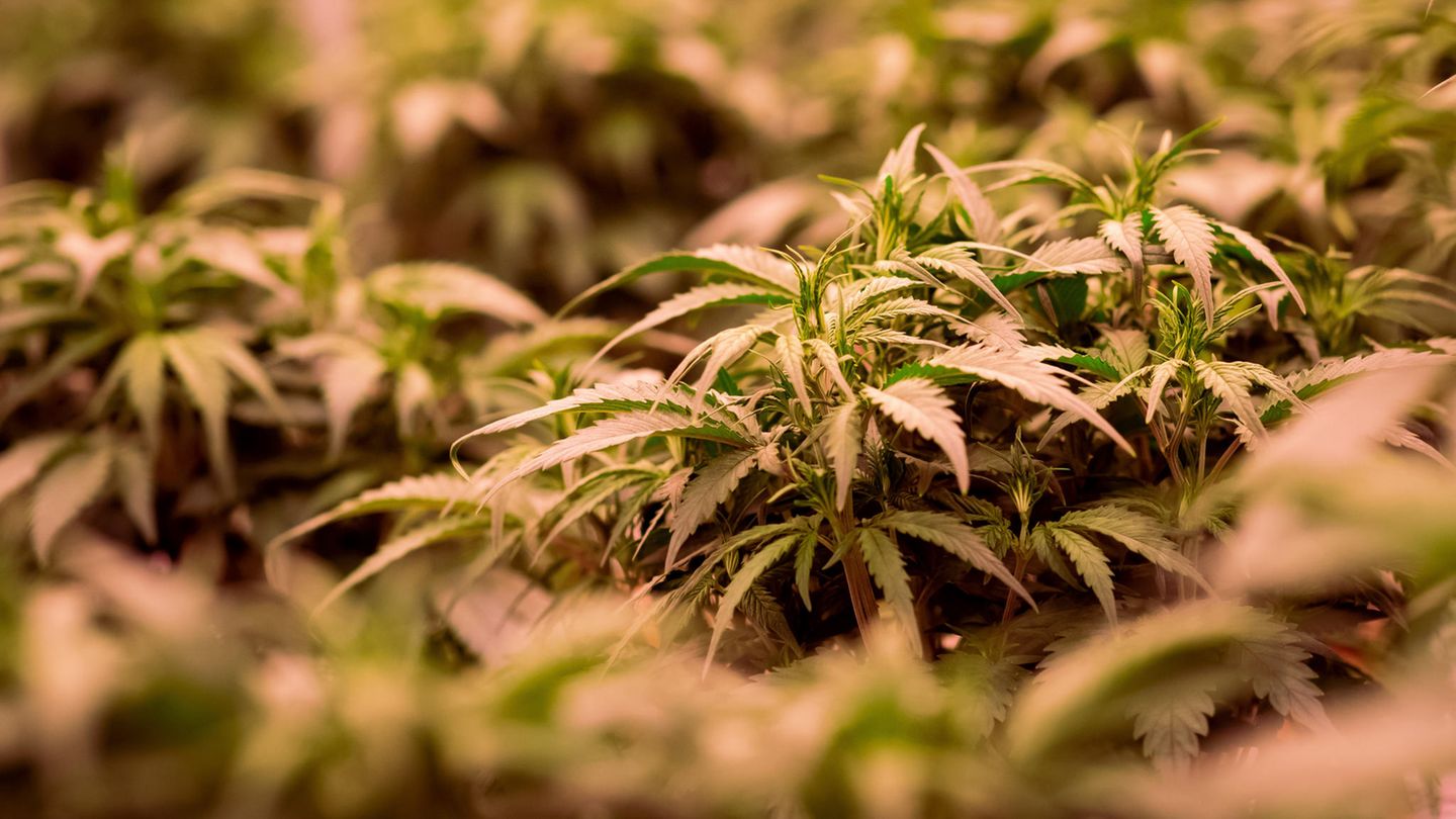 Cannabis-Planzen stehen im Blühraum einer Produktionsanlage für medizinisches Cannabis