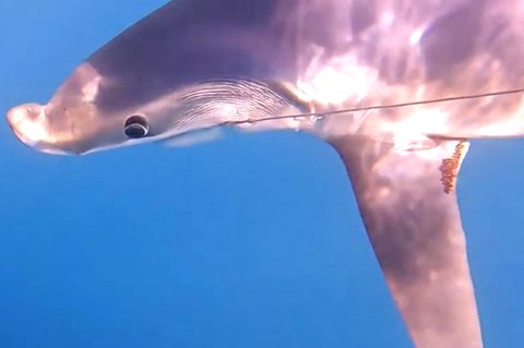 Delfin oder Hai? Mysteriöse Meereskreatur macht Angler ratlos