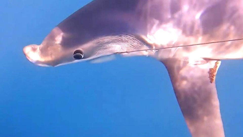 Delfin oder Hai? Mysteriöse Meereskreatur macht Angler ratlos