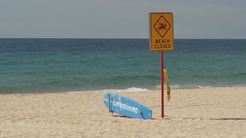 Australien: Hai-Peilsender gestohlen: Mann löst falschen Alarm aus