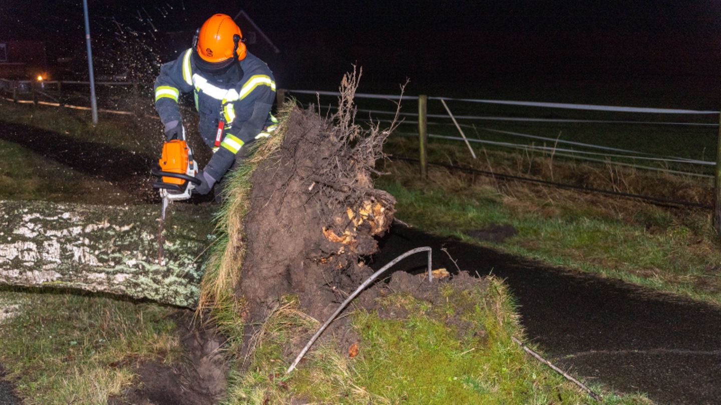 Niedersachsen. Ein Mann zersägt eine Birke, die in der Nacht vom Sturm entwurzelt wurde.