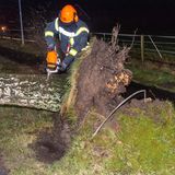 Niedersachsen. Ein Mann zersägt eine Birke, die in der Nacht vom Sturm entwurzelt wurde.