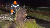 Niedersachsen. Ein Mann zersägt eine Birke, die in der Nacht vom Sturm entwurzelt wurde.