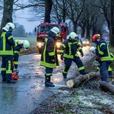 Mecklenburg-Vorpommern: Feuerwehrleute räumen einen umgestürzten Baum von einer Kreisstraße.