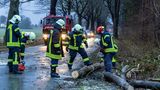 Mecklenburg-Vorpommern: Feuerwehrleute räumen einen umgestürzten Baum von einer Kreisstraße.