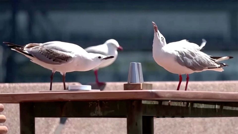 Gastronom begeistert: Gegen lästige Möwen-Angriffe: Hier patrouillieren Hunde um Restauranttische Gastronom begeistert: Gegen lästige Möwen-Angriffe: Hier patrouillieren Hunde um Restauranttische